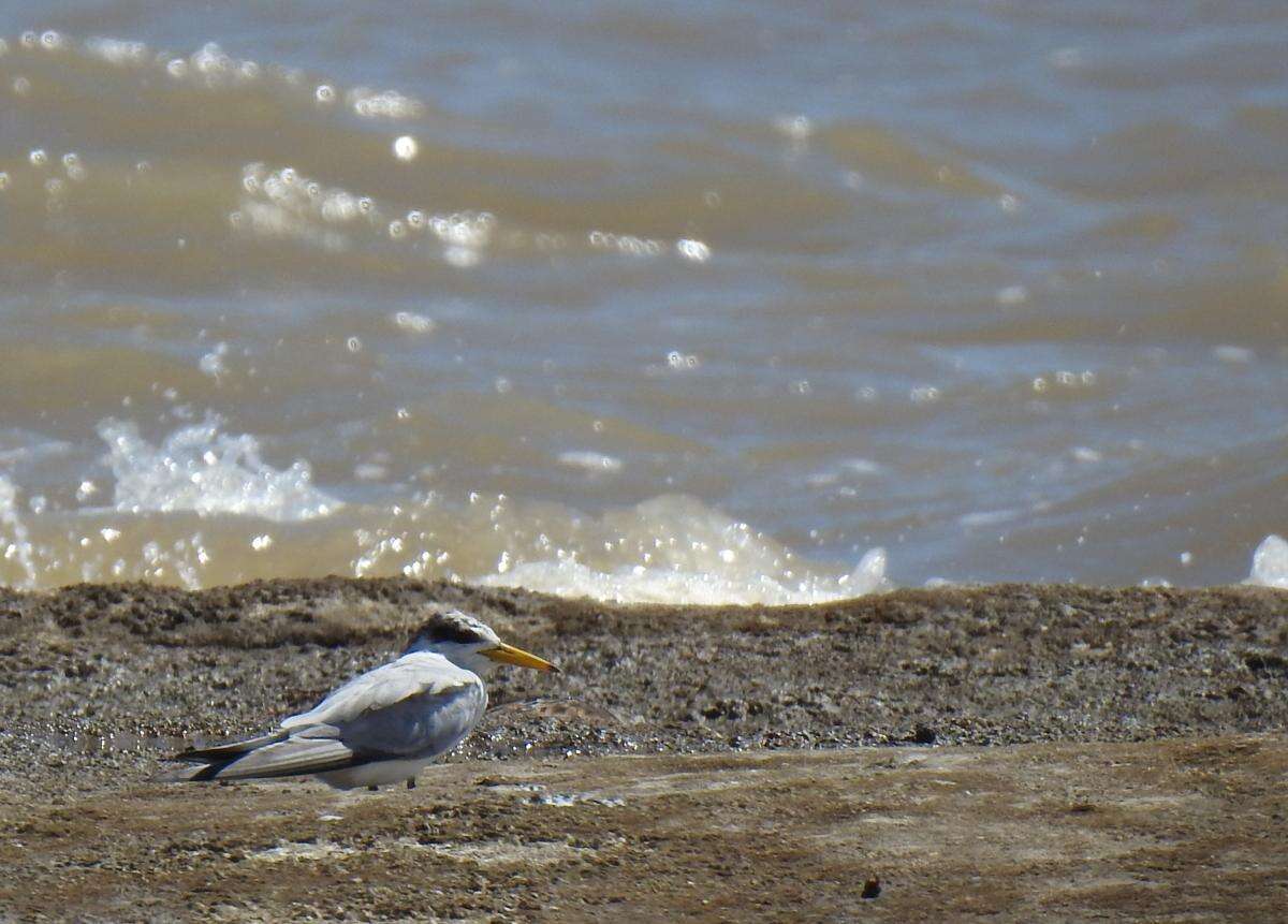 Image of Yellow-billed Tern