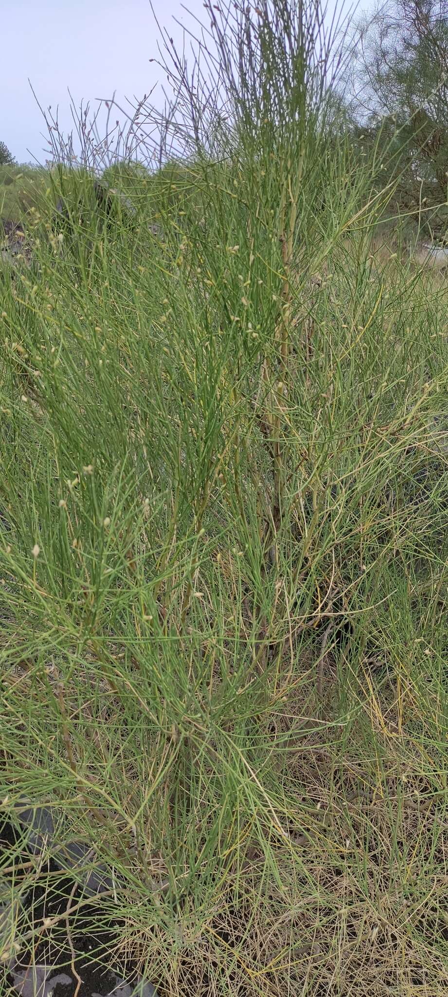 Image of Mt. Etna broom