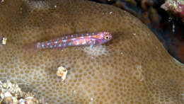 Image of Twin Dwarfgoby