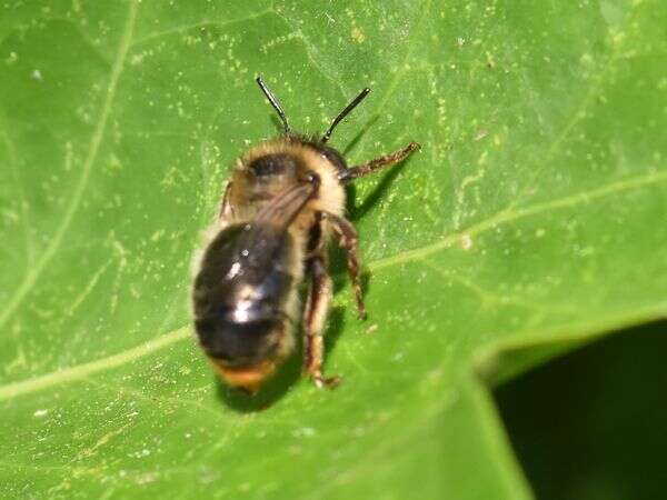 Image of Anthophora furcata (Panzer 1798)