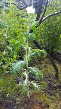 Image of Hawaiian prickly poppy