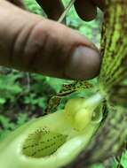 Image of Kentucky lady's slipper