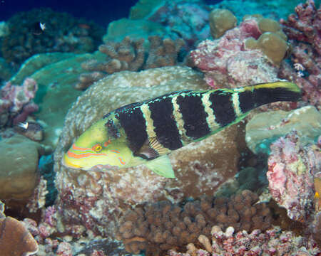 Imagem de Hemigymnus