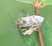 Image of Liorhyssus