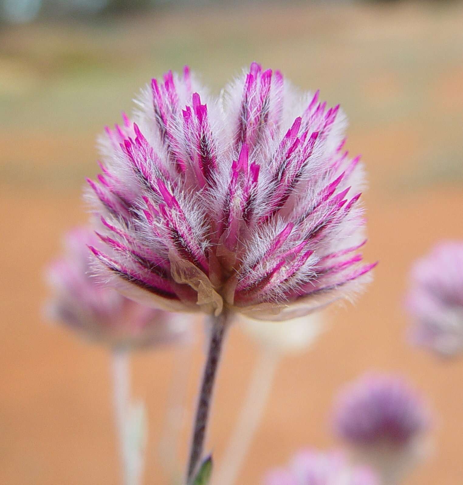 Image of Ptilotus helipteroides (F. Müll.) F. Müll.