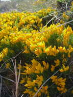 Image de Ulex densus Webb