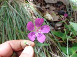 Imagem de Geranium oaxacanum H. E. Moore