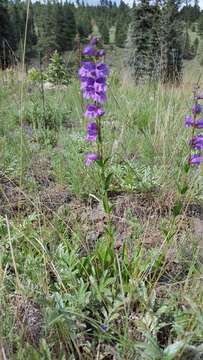 Image of Mt. Graham beardtongue