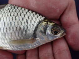 Image of Yellow Eyed Silver Barb