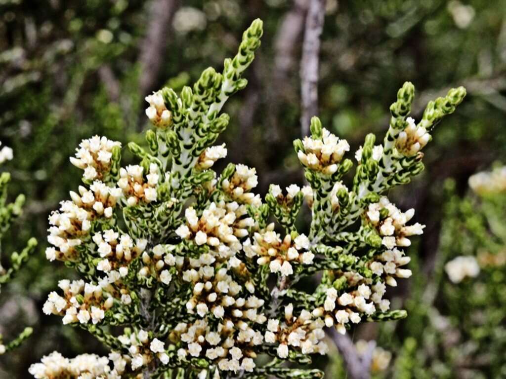 Image of Ozothamnus hookeri Sond.