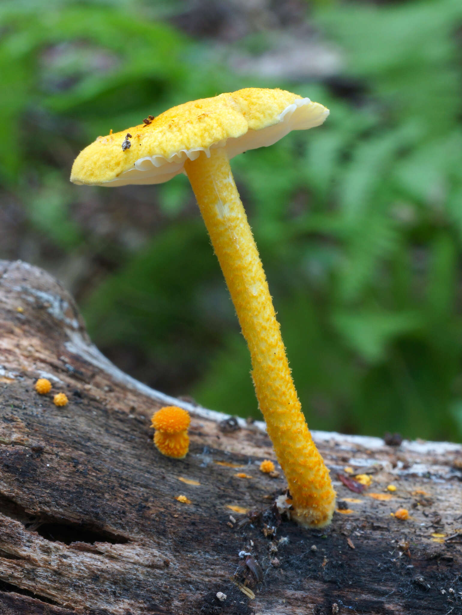 Image of Cyptotrama chrysopepla (Berk. & M. A. Curtis) Singer 1973