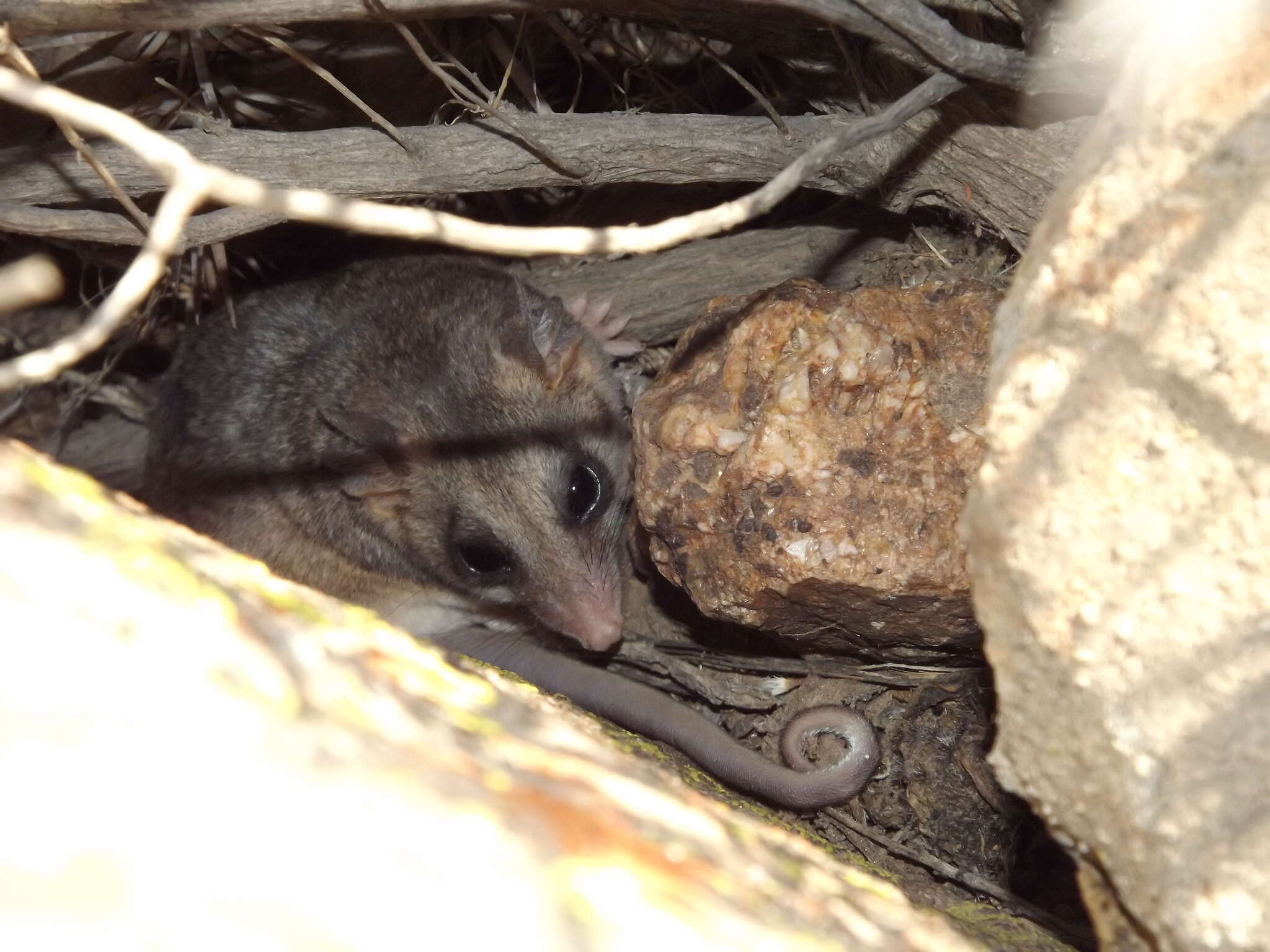 Image of Elegant Fat-tailed Mouse Opossum