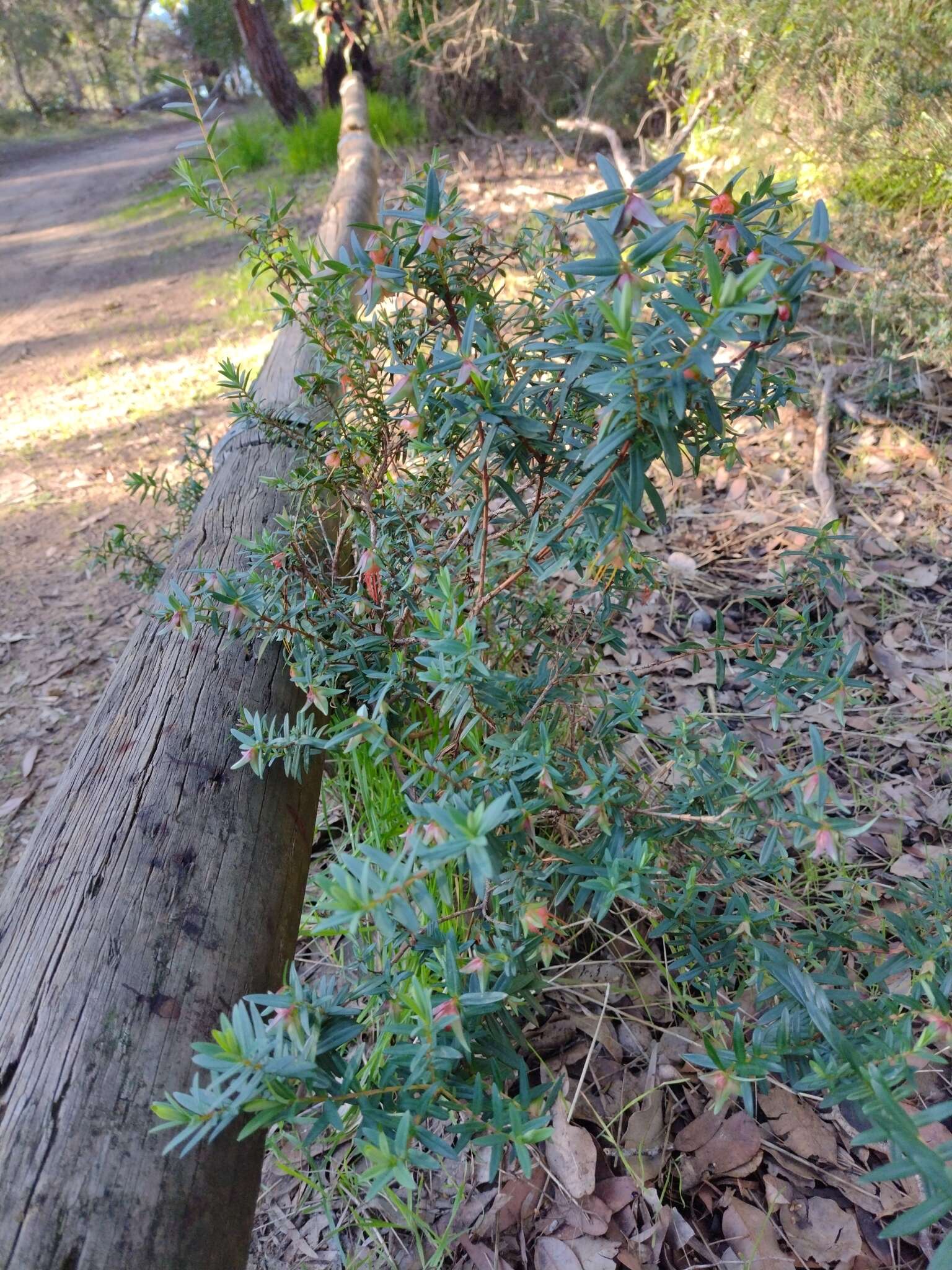 Image of Darwinia citriodora (Endl.) Benth.