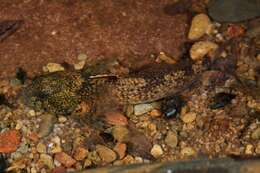 Image of Black sculpin