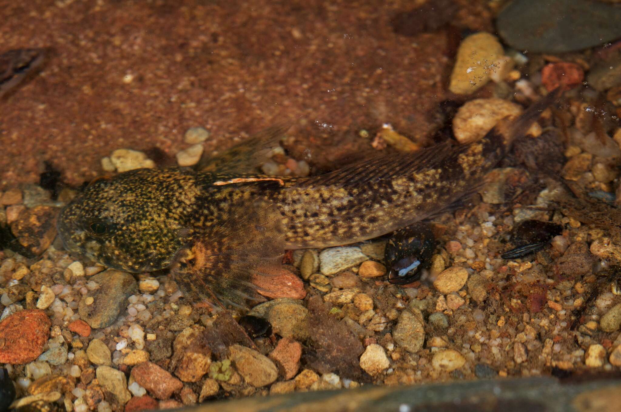 Image of Black sculpin