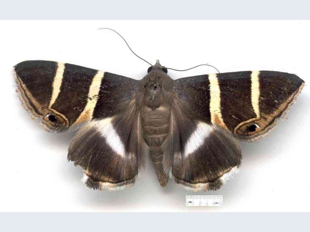 Grammodes oculicola Walker 1858的圖片