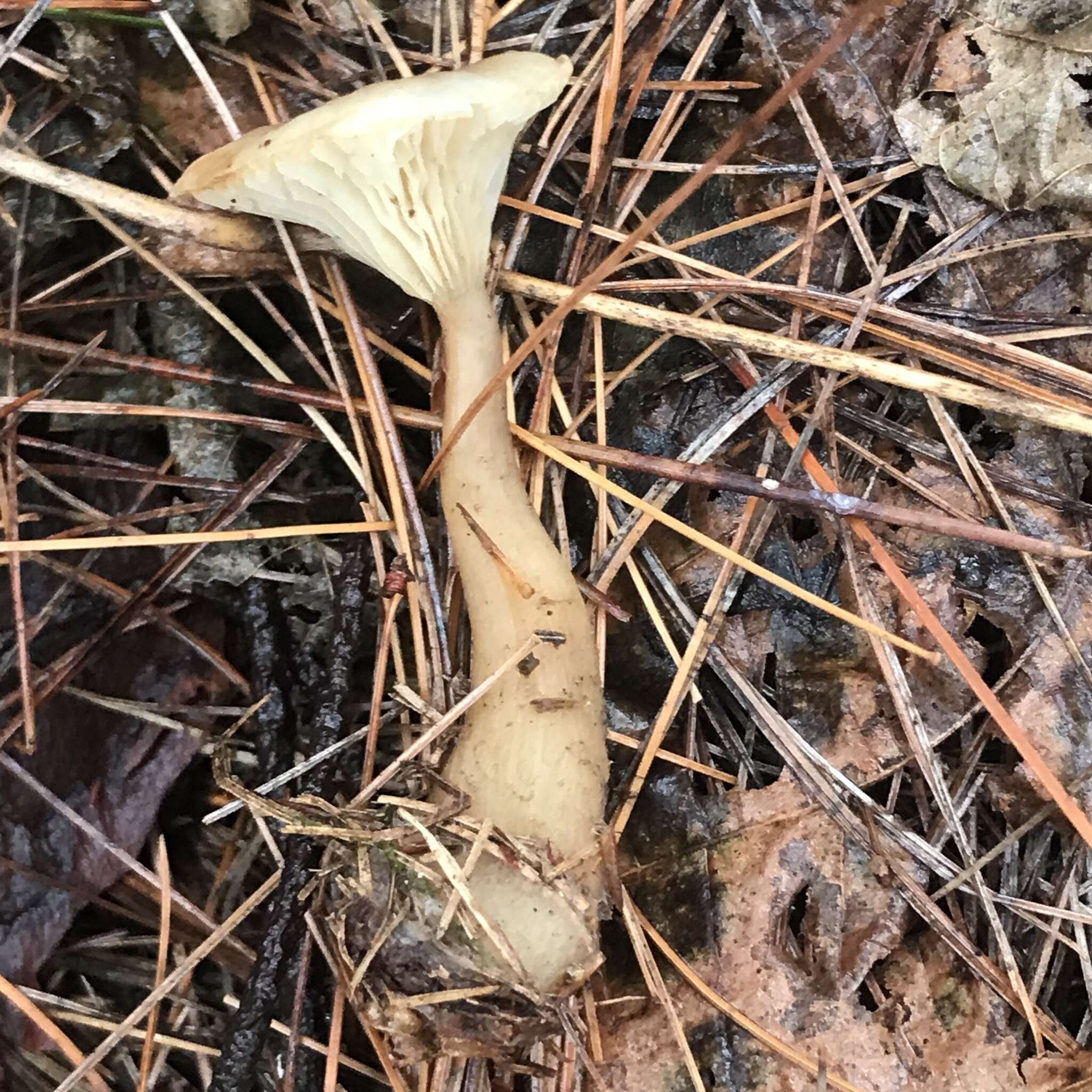 Image of Ampulloclitocybe