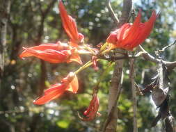 Image of Strongylodon madagascariensis Baker