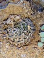Image of Haworthia arachnoidea var. namaquensis M. B. Bayer