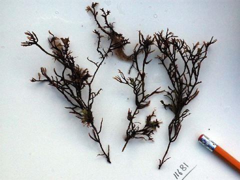 Image of <i>Phyllophora pseudoceranoides</i>