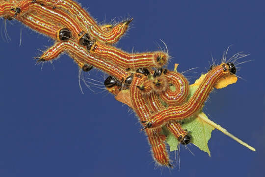 Image of Yellow-necked Caterpillar Moth