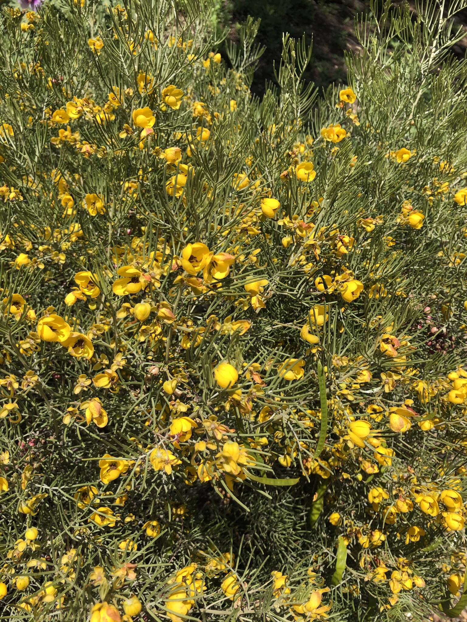 Image of Burnt-leaved Acacia