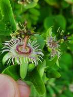 Passiflora jorullensis Kunth的圖片