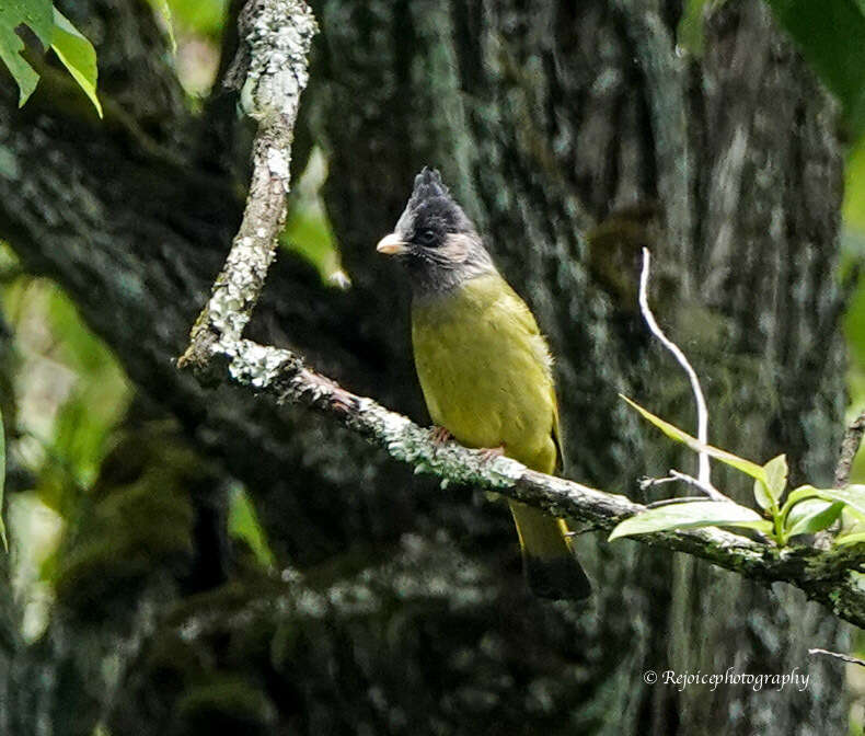 Image of Crested Finchbill