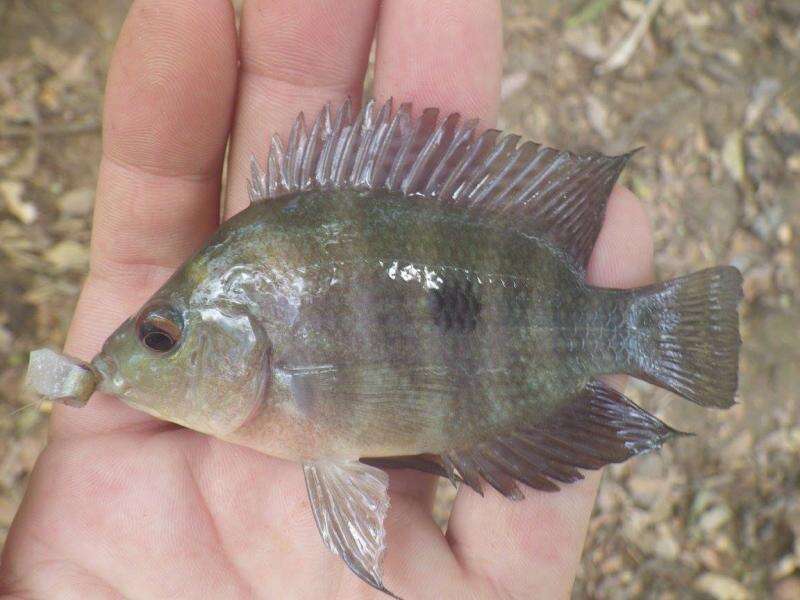 Amphilophus citrinellus (Günther 1864) resmi