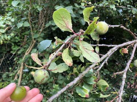 Plancia ëd Prunus domestica subsp. insititia (L.) Bonnier & Layens