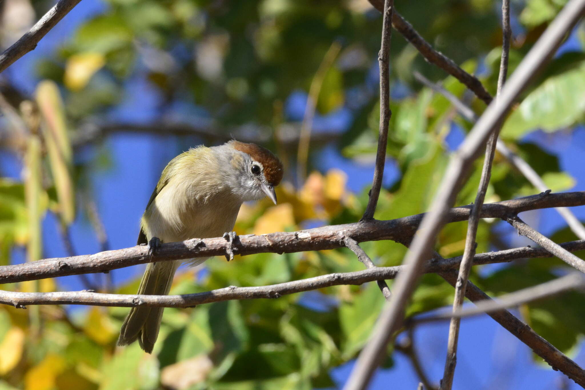 صورة Hylophilus amaurocephalus (Nordmann 1835)