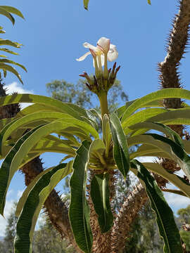 Image of Pachypodium lamerei Drake