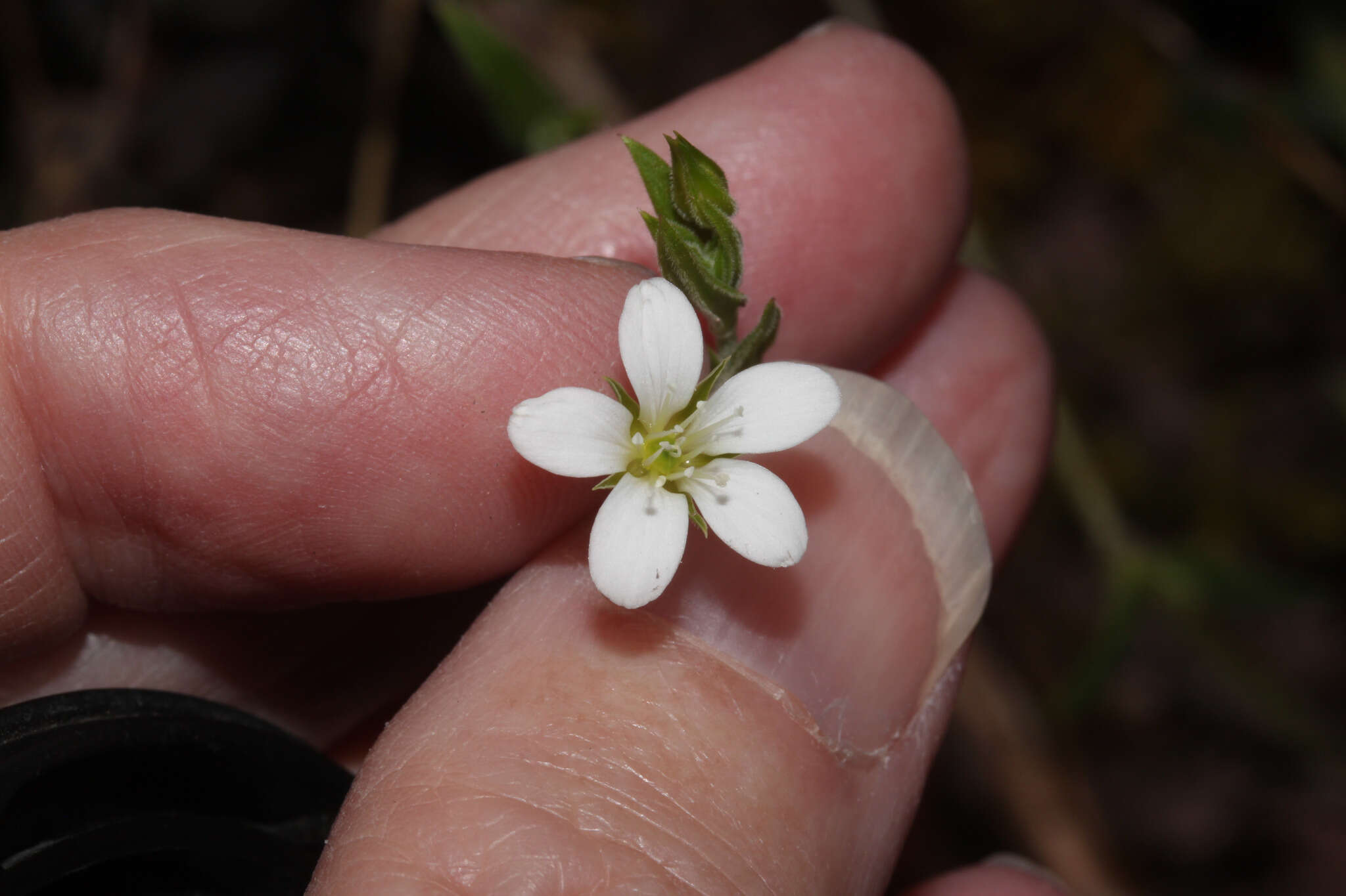 Слика од Arenaria soratensis Rohrb.