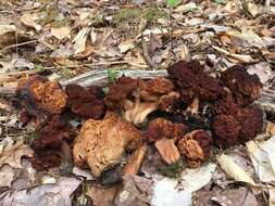 Gyromitra venenata Hai J. Li, Z. H. Chen & Zhu L. Yang resmi