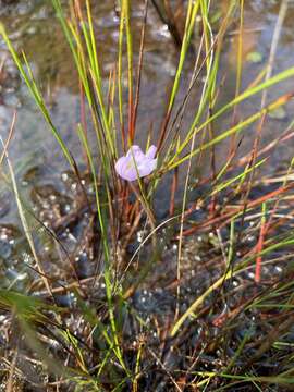 Image of lavender bladderwort