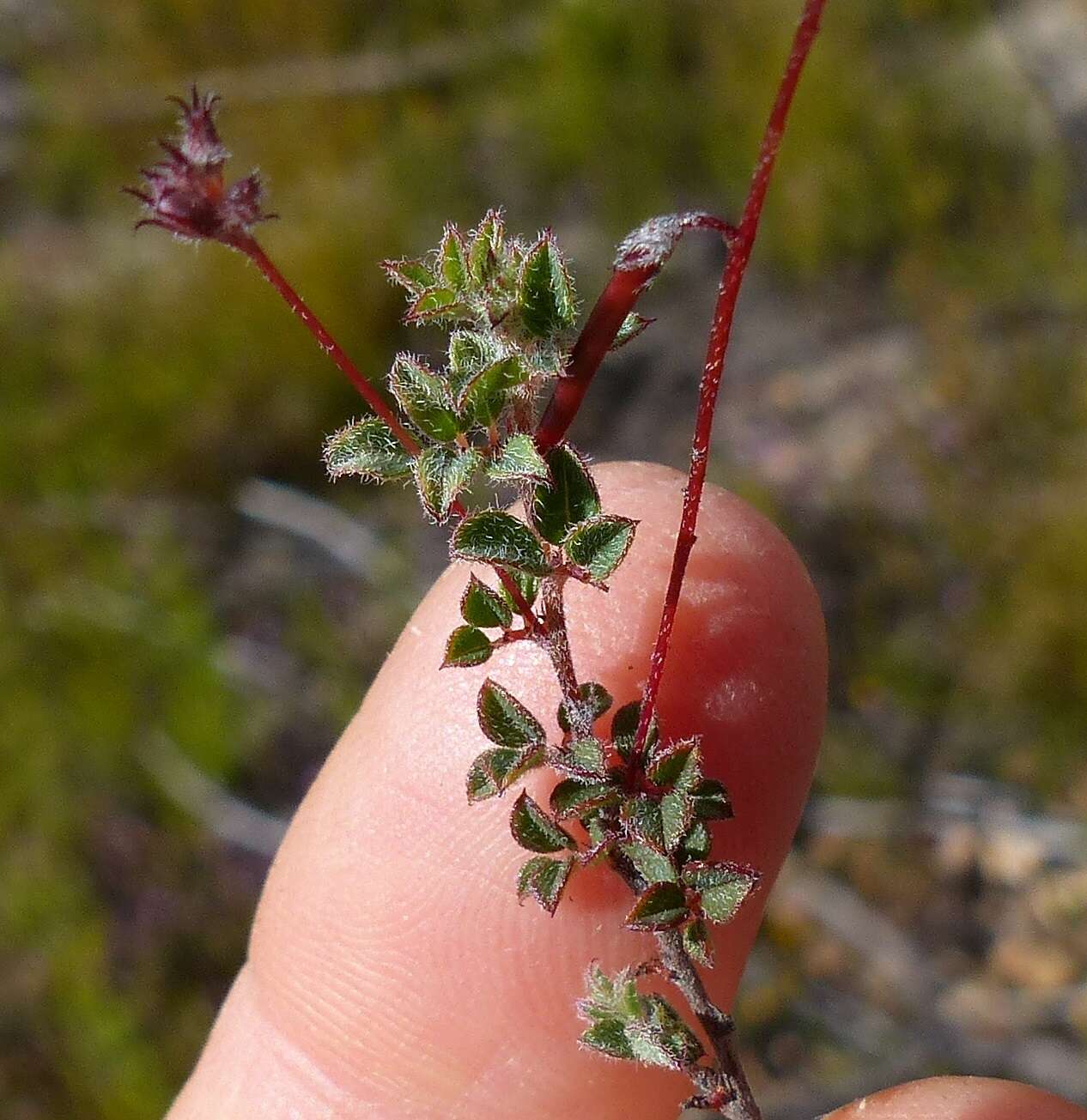 Image of <i>Indigofera alopecuroides</i> var. <i>minor</i> E. Mey.