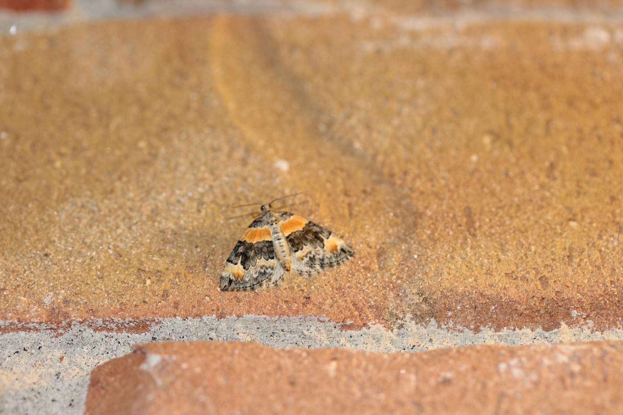 Image of Orange-barred Carpet