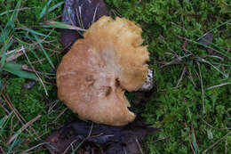 Image of Russula earlei Peck 1904