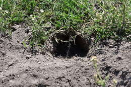 Image of pocket gopher