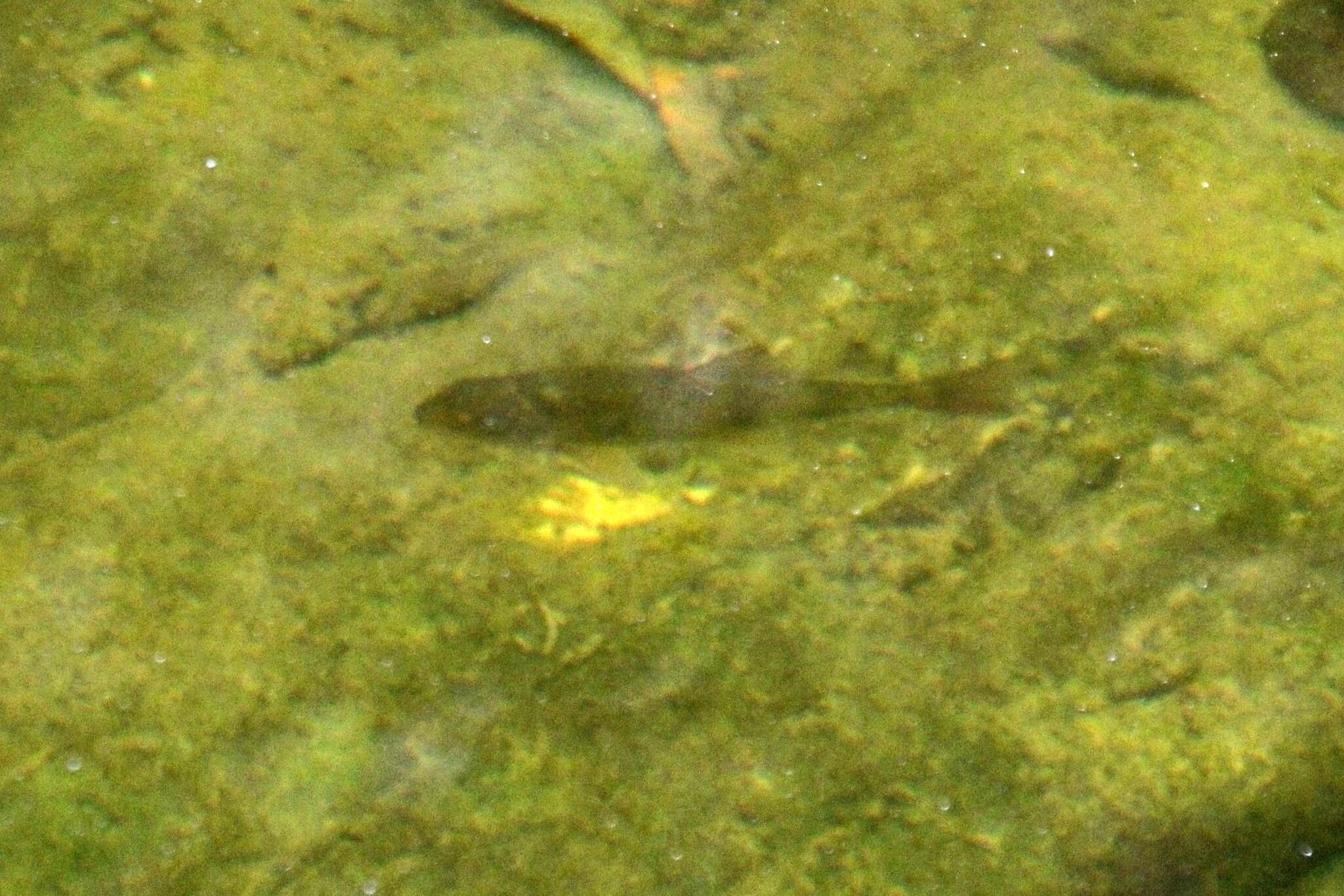 Image of Goose Lake Sucker