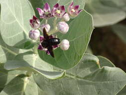 Image of Xylocopa sulcatipes Maa 1970