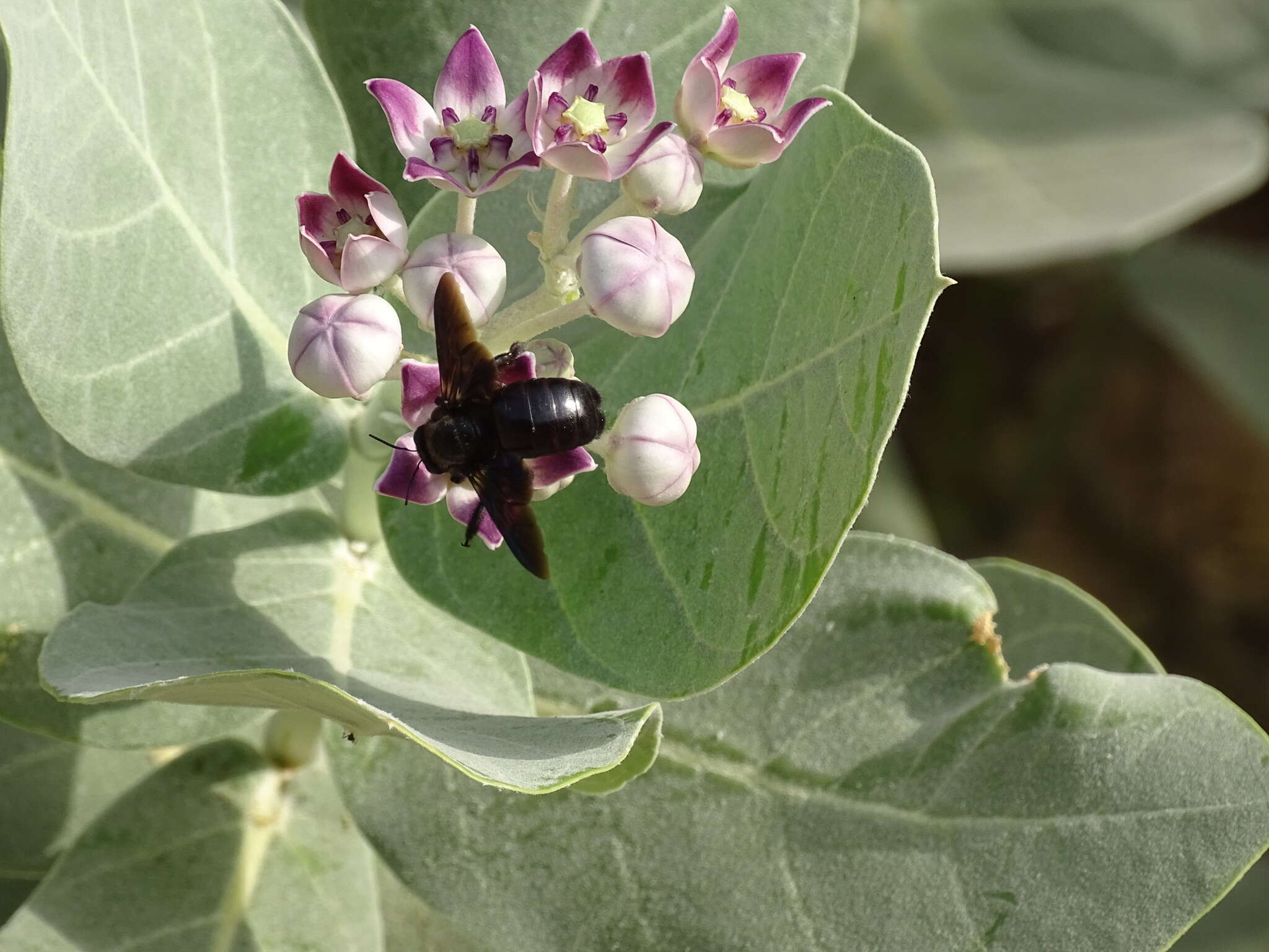 Plancia ëd Xylocopa sulcatipes Maa 1970