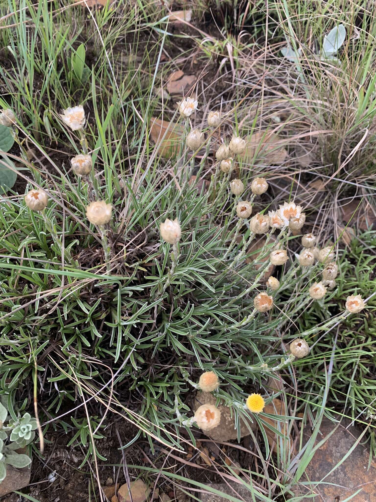 Image of Dwarf Everlasting