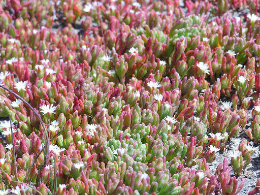 Image of slenderleaf iceplant