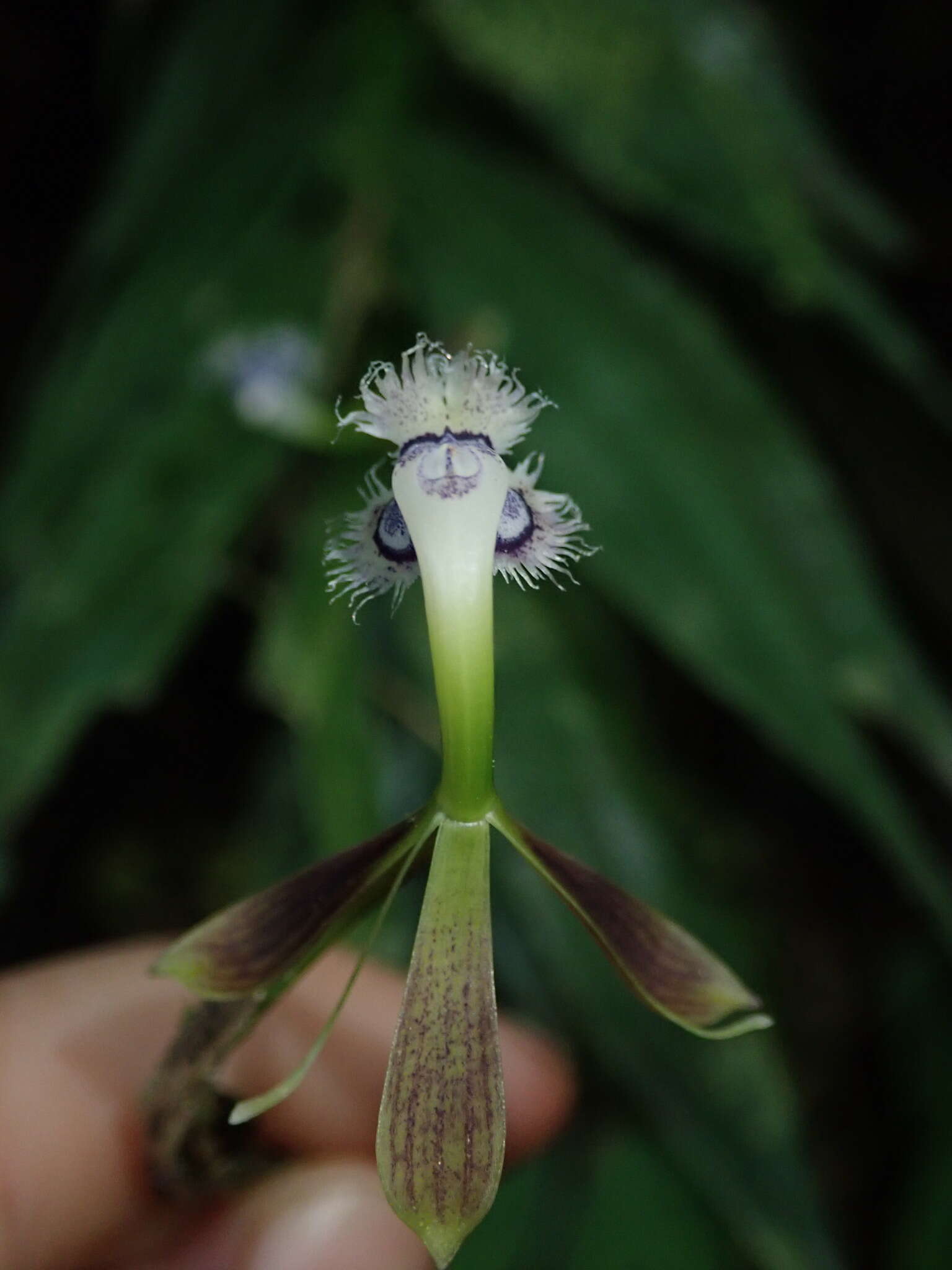 Plancia ëd Epidendrum jatunsachanum Dodson & Hágsater