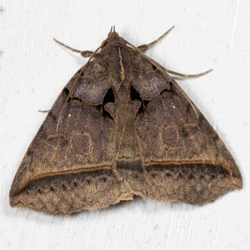 Image of Black Bit Moth