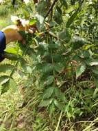 Image of Bursera penicillata (Sesse & Moc.) Engl.