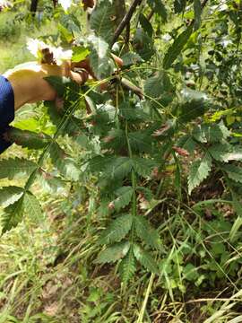 Image of Bursera penicillata (Sesse & Moc.) Engl.