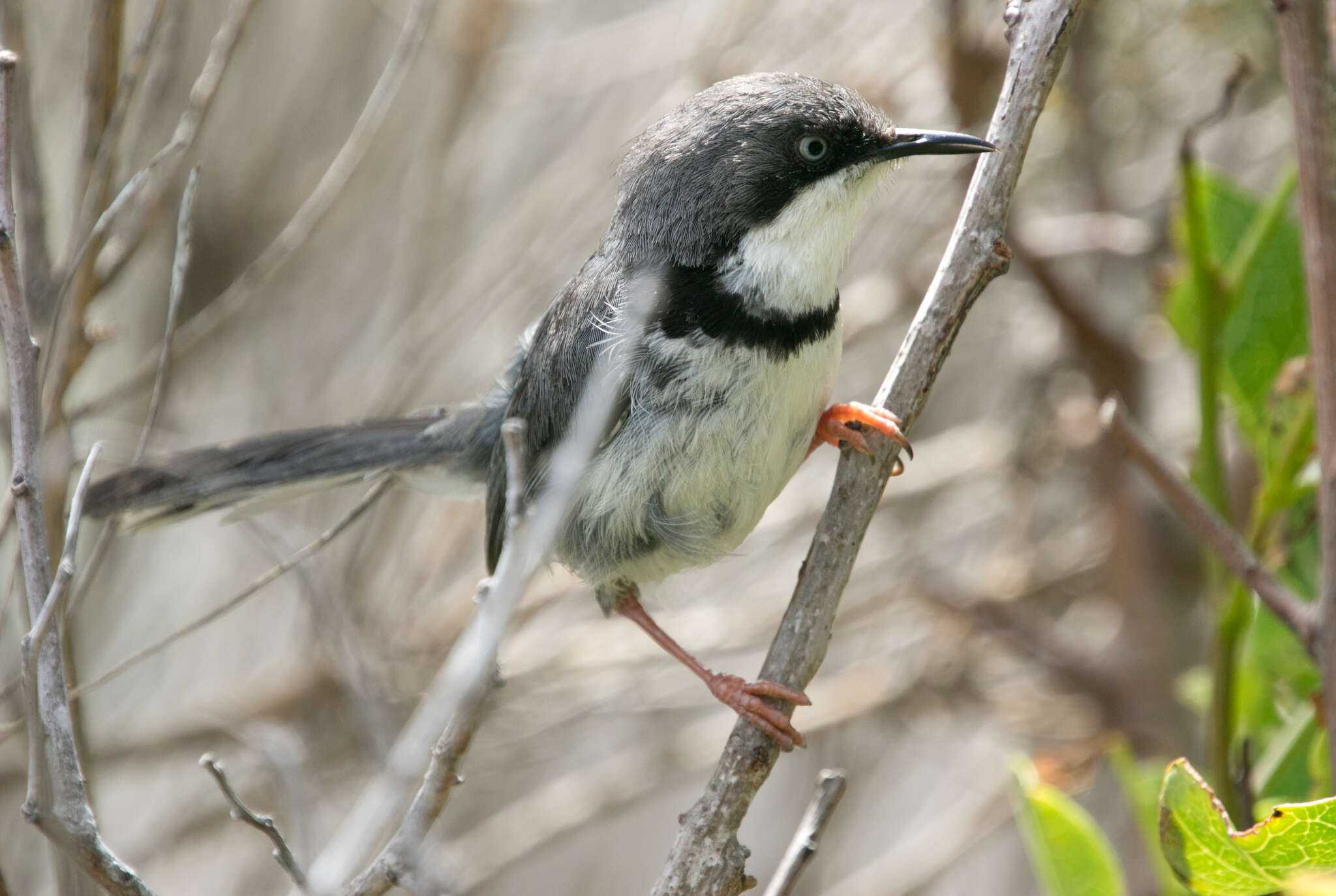 Image of Bar-throated Apalis