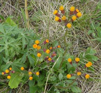 Image of Rayless Alpine Groundsel